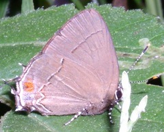 Arumecla aruma