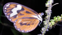 Hypothyris cantobrica