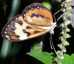 Hypothyris cantobrica