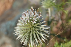 Echinops sahyadricus