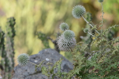 Echinops sahyadricus