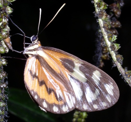Hypothyris daphnis