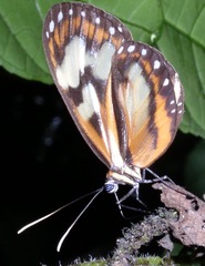 Hypothyris leprieuri
