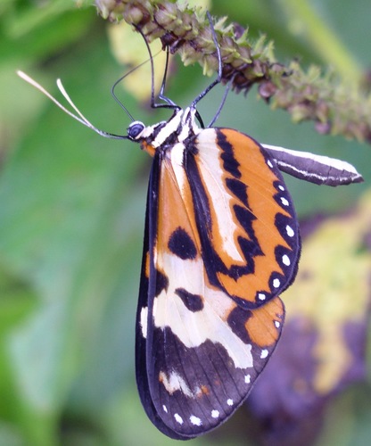 Polymnia Tigerwing