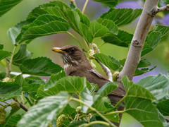 Turdus amaurochalinus