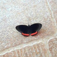 Biblis hyperia nectanabis