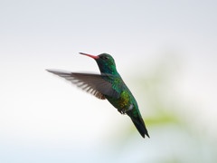 Chlorostilbon lucidus