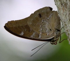 Mesoprepona pheridamas