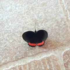 Biblis hyperia nectanabis