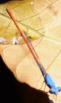 Neoneura sylvatica