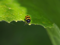 Cryptocephalus anticus