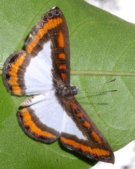 Nymphidium plinthobaphis