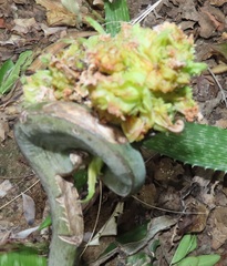 Aceria aloinis