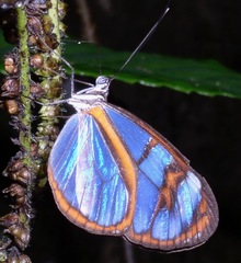Oleria astrea
