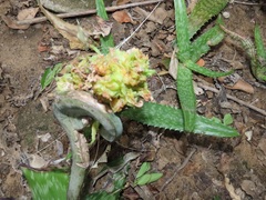 Aceria aloinis