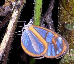Oleria assimilis