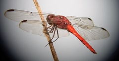 Orthemis schmidti