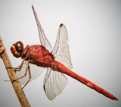 Orthemis schmidti