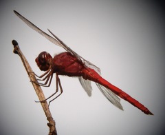 Orthemis schmidti