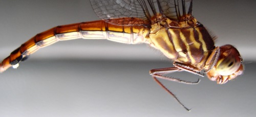 Red-tailed Skimmer