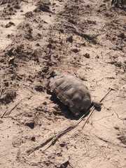 Chelonoidis chilensis