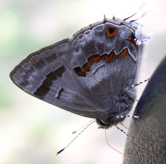 Rubroserrata ecbatana
