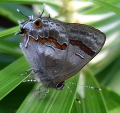 Rubroserrata ecbatana