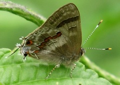 Rubroserrata ecbatana