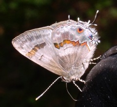 Rubroserrata ecbatana