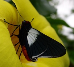 Pyrrhopygopsis socrates