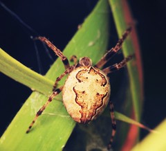 Larinioides suspicax