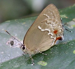 Strephonota adela