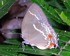 Strephonota strephon