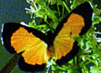 Mesene silaris