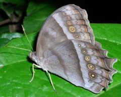 Taygetis thamyra