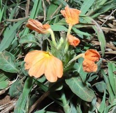 Crossandra zuluensis