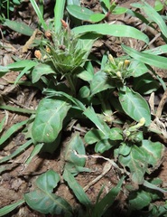 Crossandra zuluensis