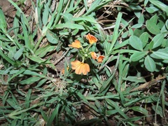 Crossandra zuluensis