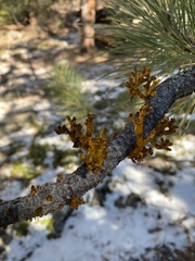 Arceuthobium vaginatum