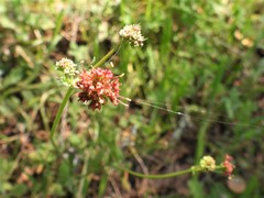 Sanicula bipinnatifida