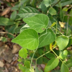 Cyclea hypoglauca