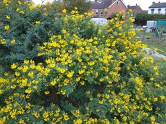 Coronilla valentina