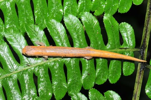 Cocle Salamander, Bolitoglossa schizodactyla
