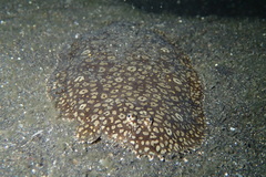 Pardachirus pavoninus