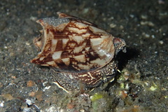 Cymbiola vespertilio