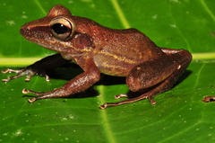 Craugastor talamancae