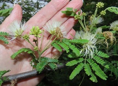 Albizia forbesii