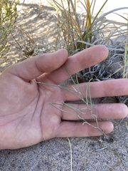Astragalus ceramicus