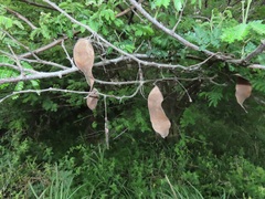 Albizia forbesii