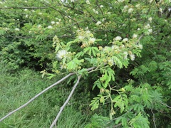 Albizia forbesii